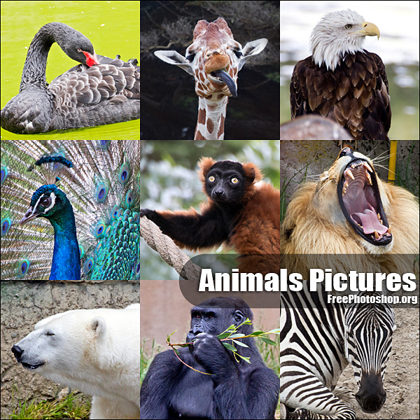 free animal pictures