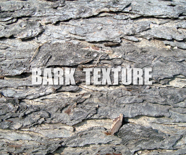 tree bark