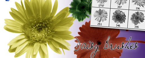 daisy brushes