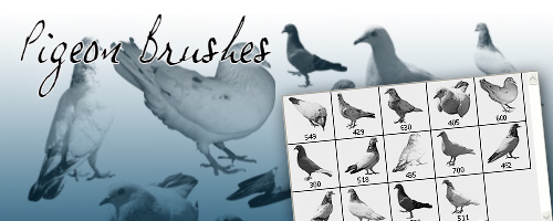 pigeon Brushes